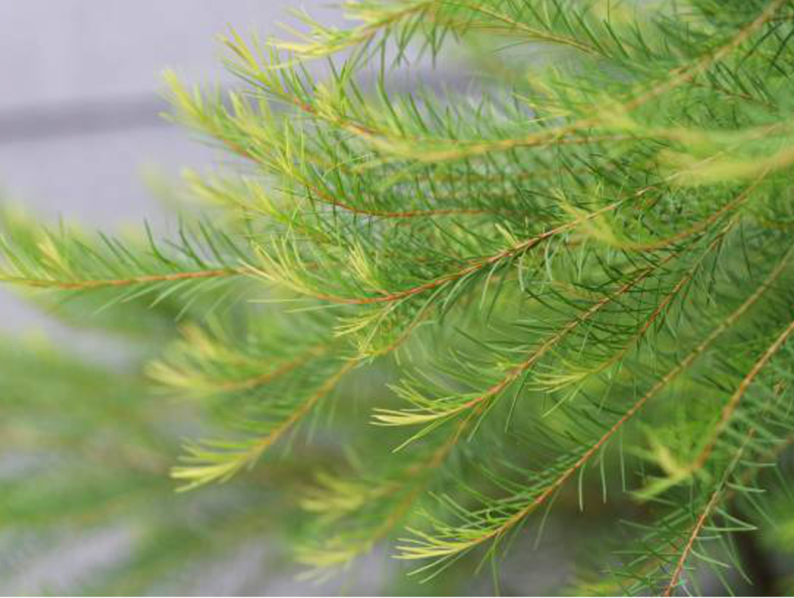 Tea Tree - Melaleuca alternifolia