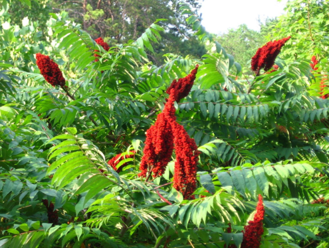 Škumpa koželužská - Rhus coriaria