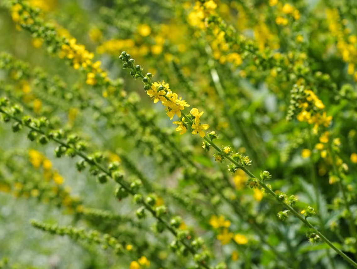 Řepík lékařský - Agrimonia eupatoria