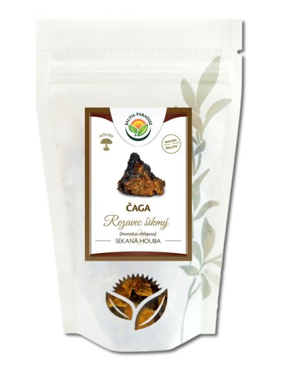 Čaga - chaga - rezavec šikmý 