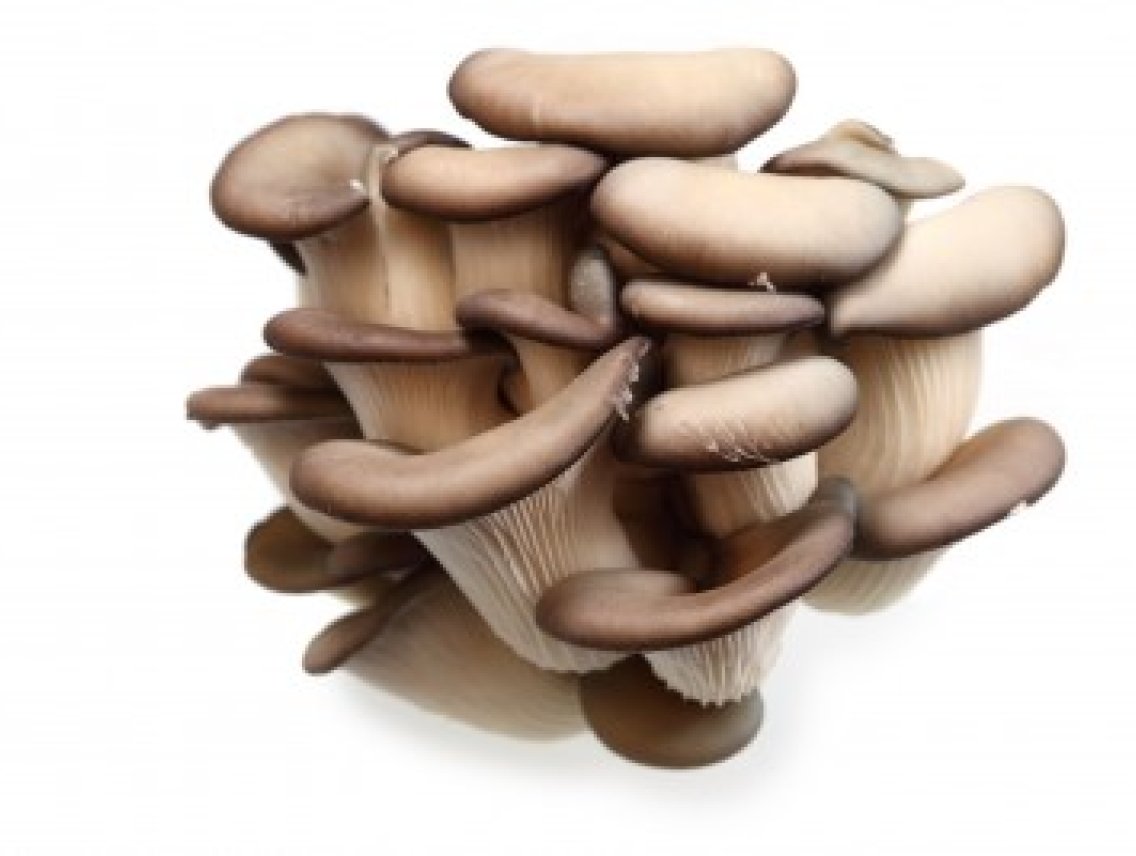 Hlíva ústřičná - Pleurotus ostreatus