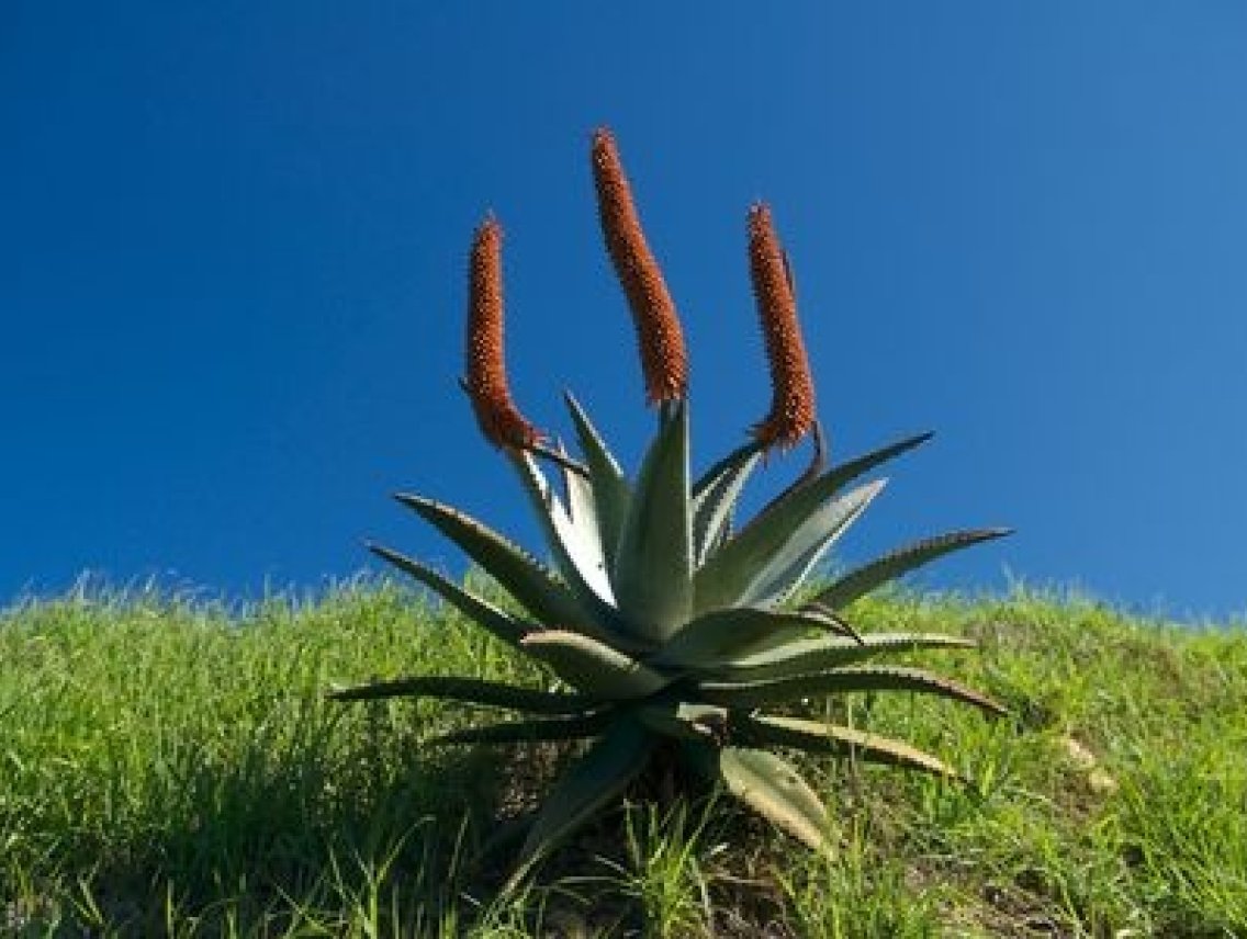 Aloe kapská - Aloe capensis