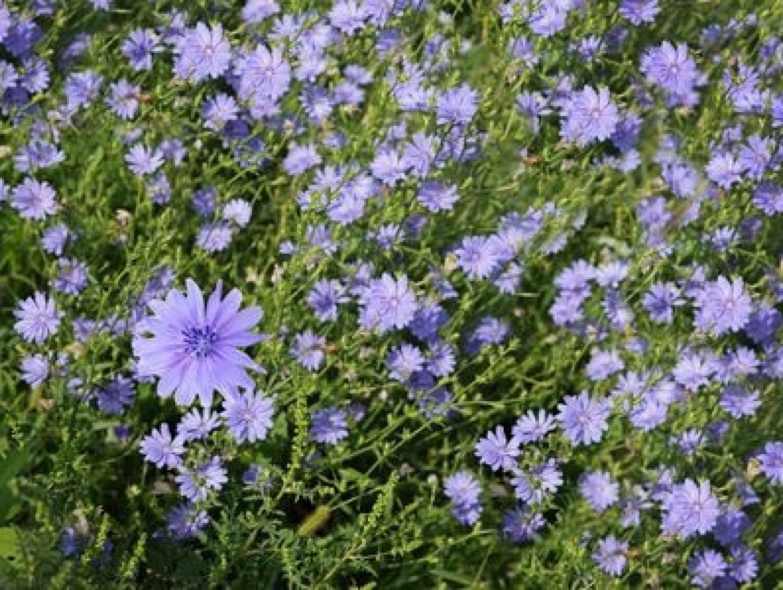 Čekanka obecná - Cichorium intybus