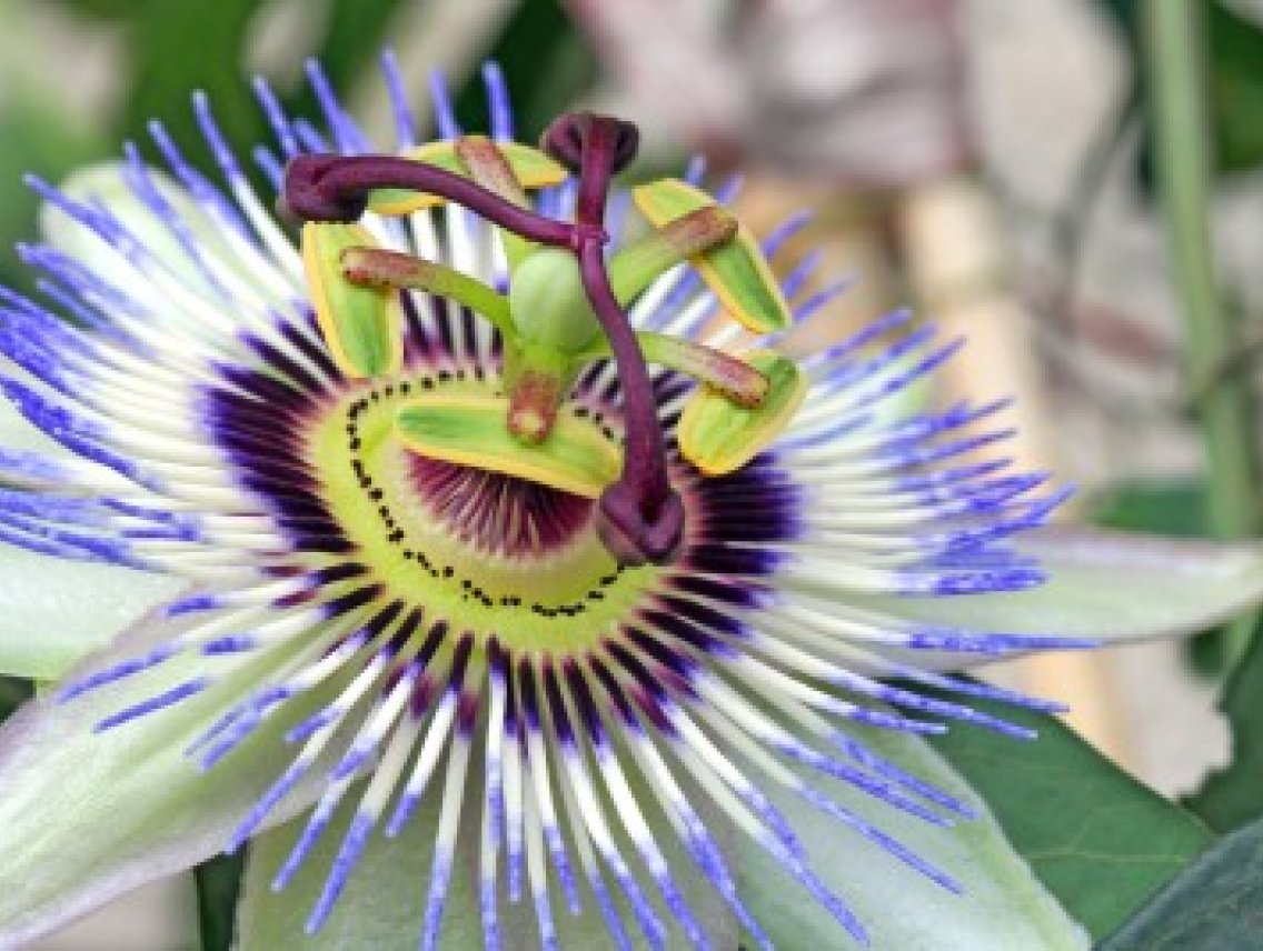 Mučenka pletní - Passiflora incarnata