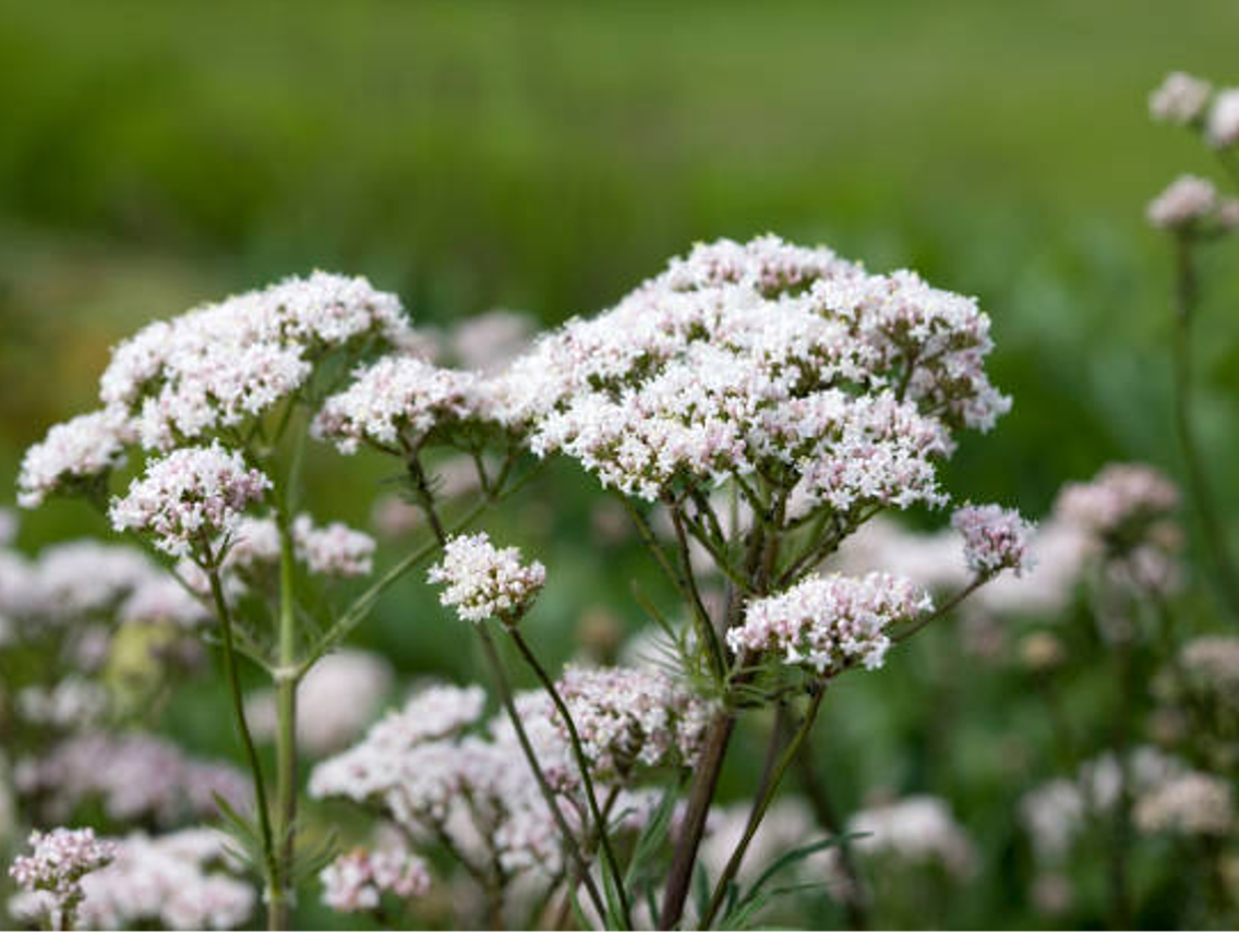 Kozlík lékařský - Valeriana officinalis