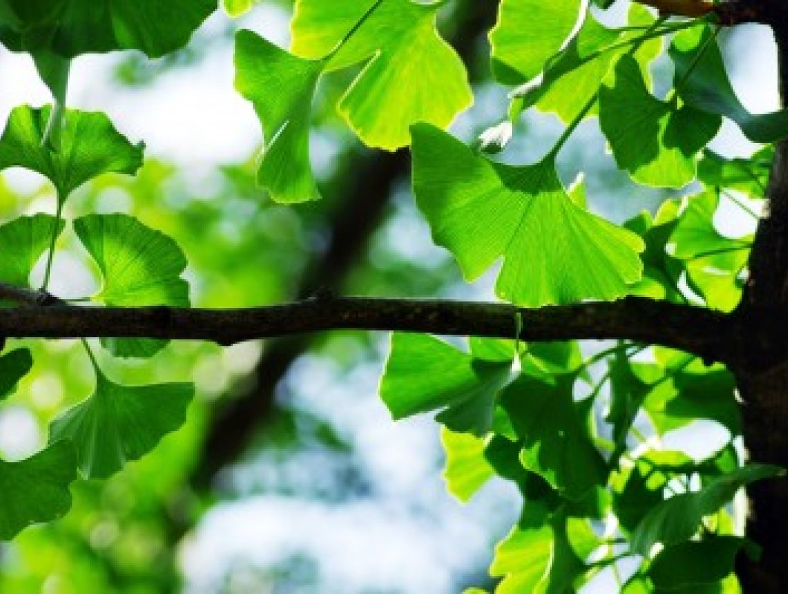 Ginkgo biloba - jinan dvoulaločný
