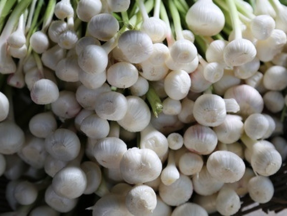 Česnek kuchyňský - Allium sativum