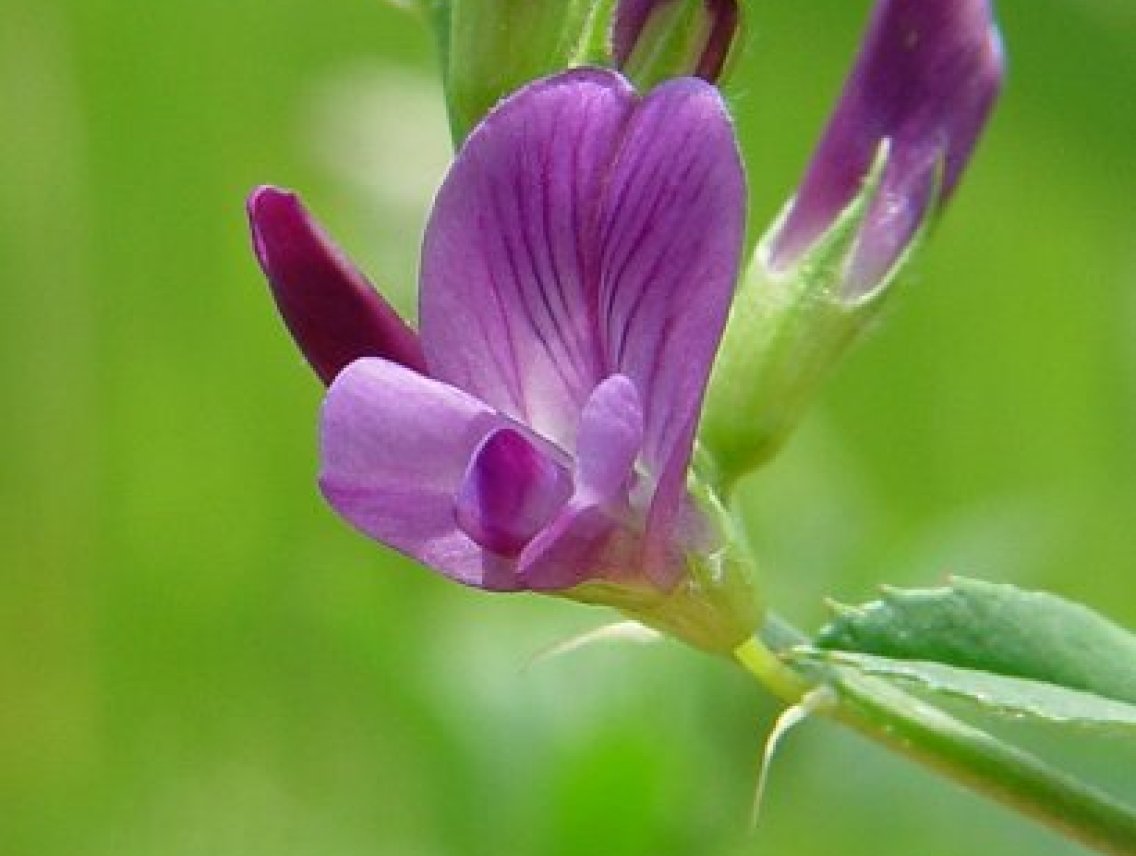 Alfalfa - Vojtěška - Medicago sativa