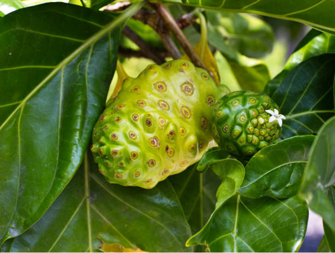 Noni - Morinda citrifolia