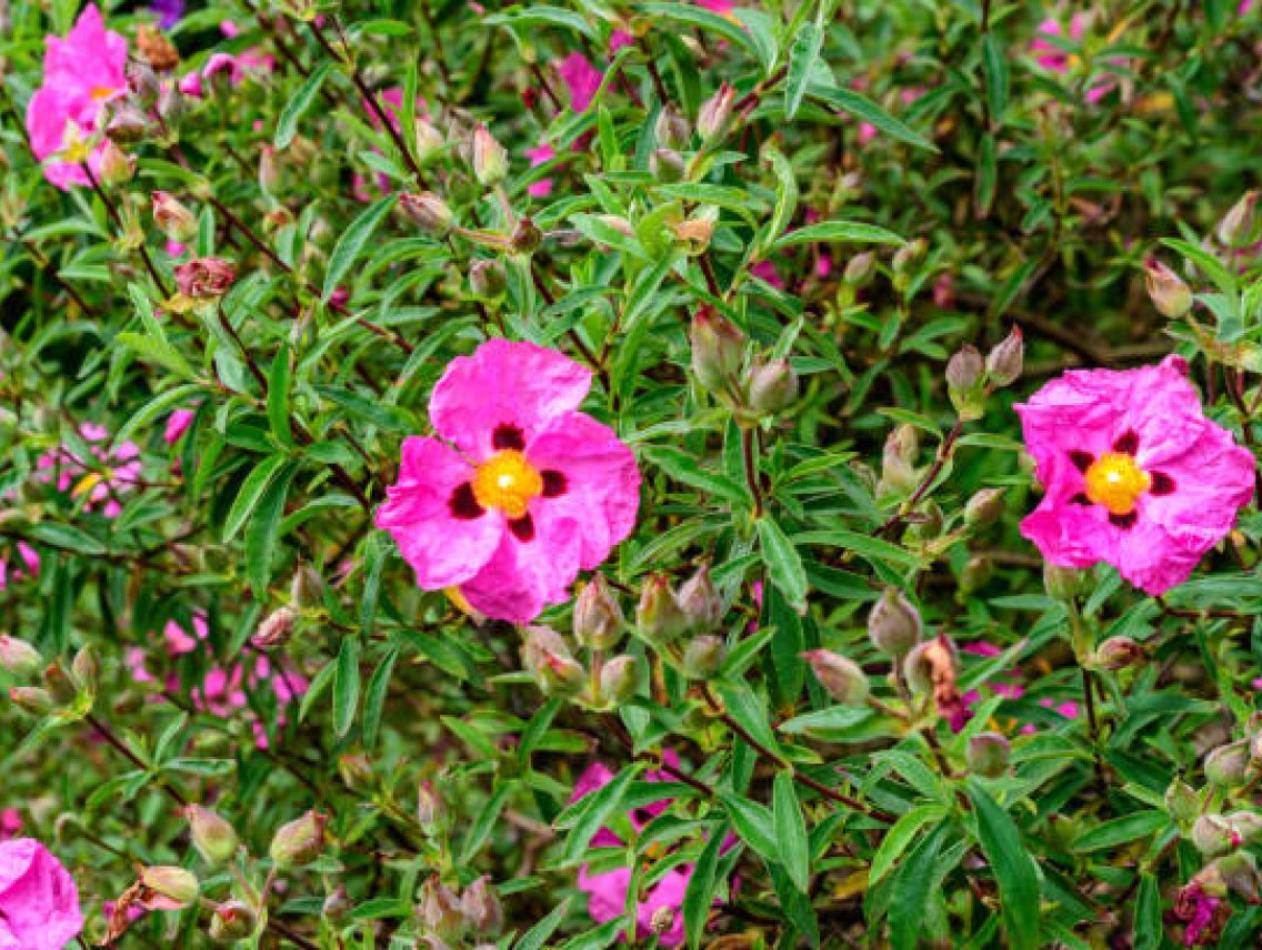 Cist šedavý - Cistus incanus