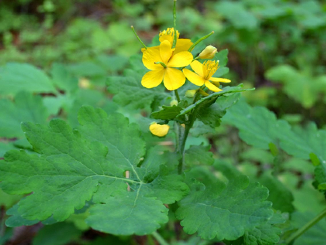 Vlaštovičník větší - Chelidonium majus