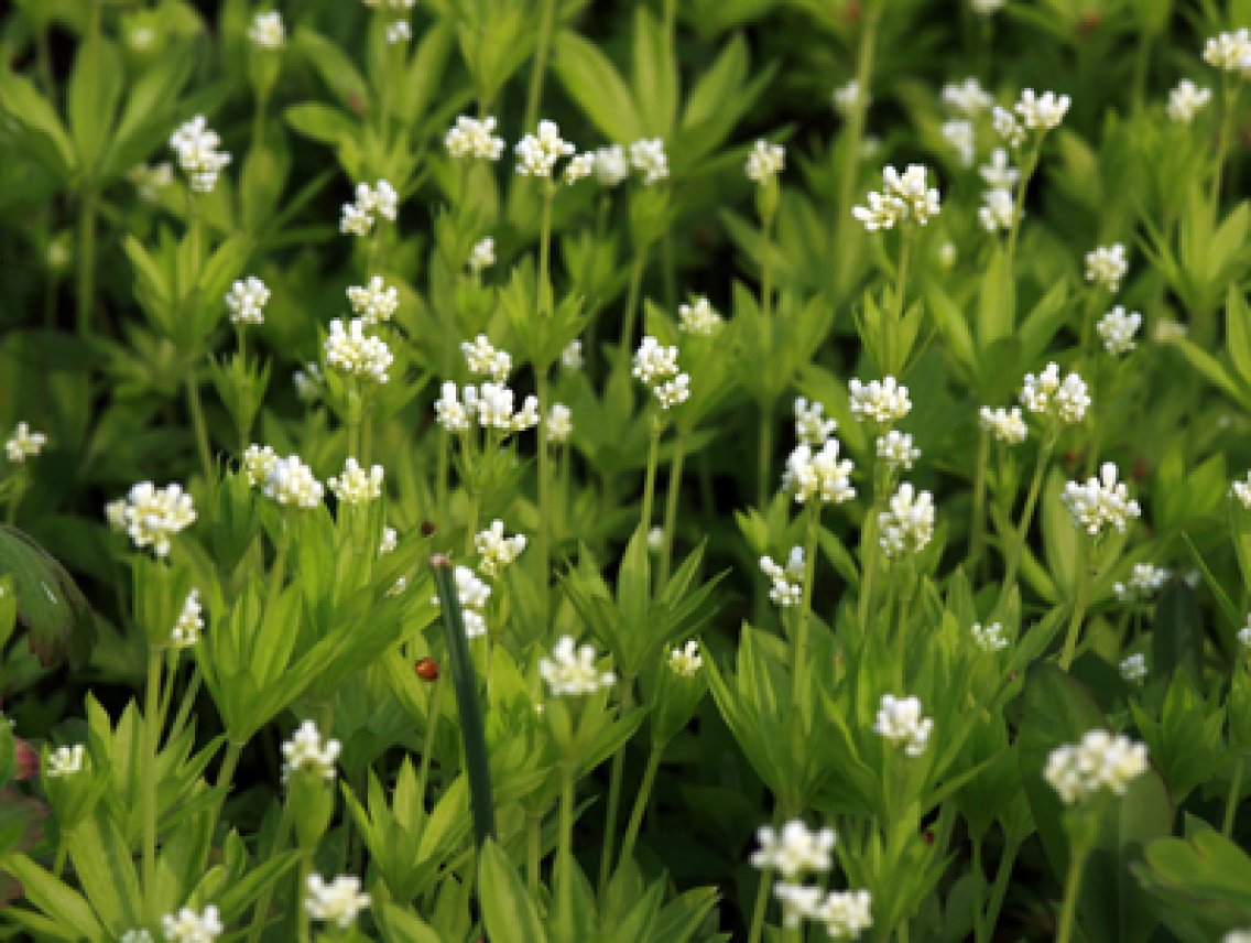 Mařinka vonná - Asperula odorata