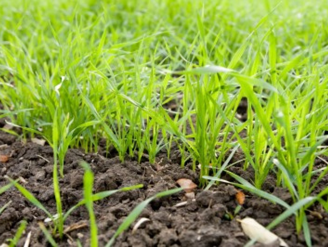 Mladý ječmen - Hordeum vulgare
