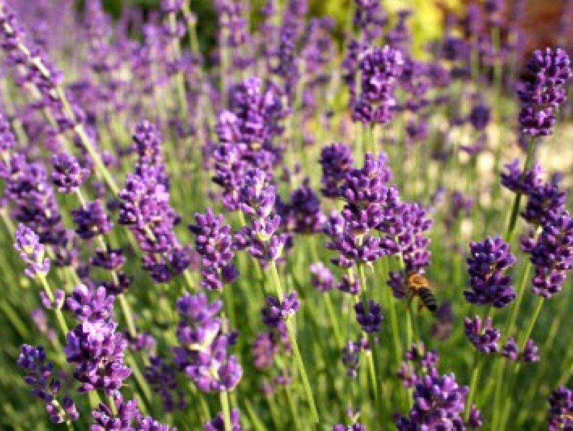 Levandule lékařská - Levandula angustifolia