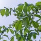 Jilm červený – Ulmus rubra