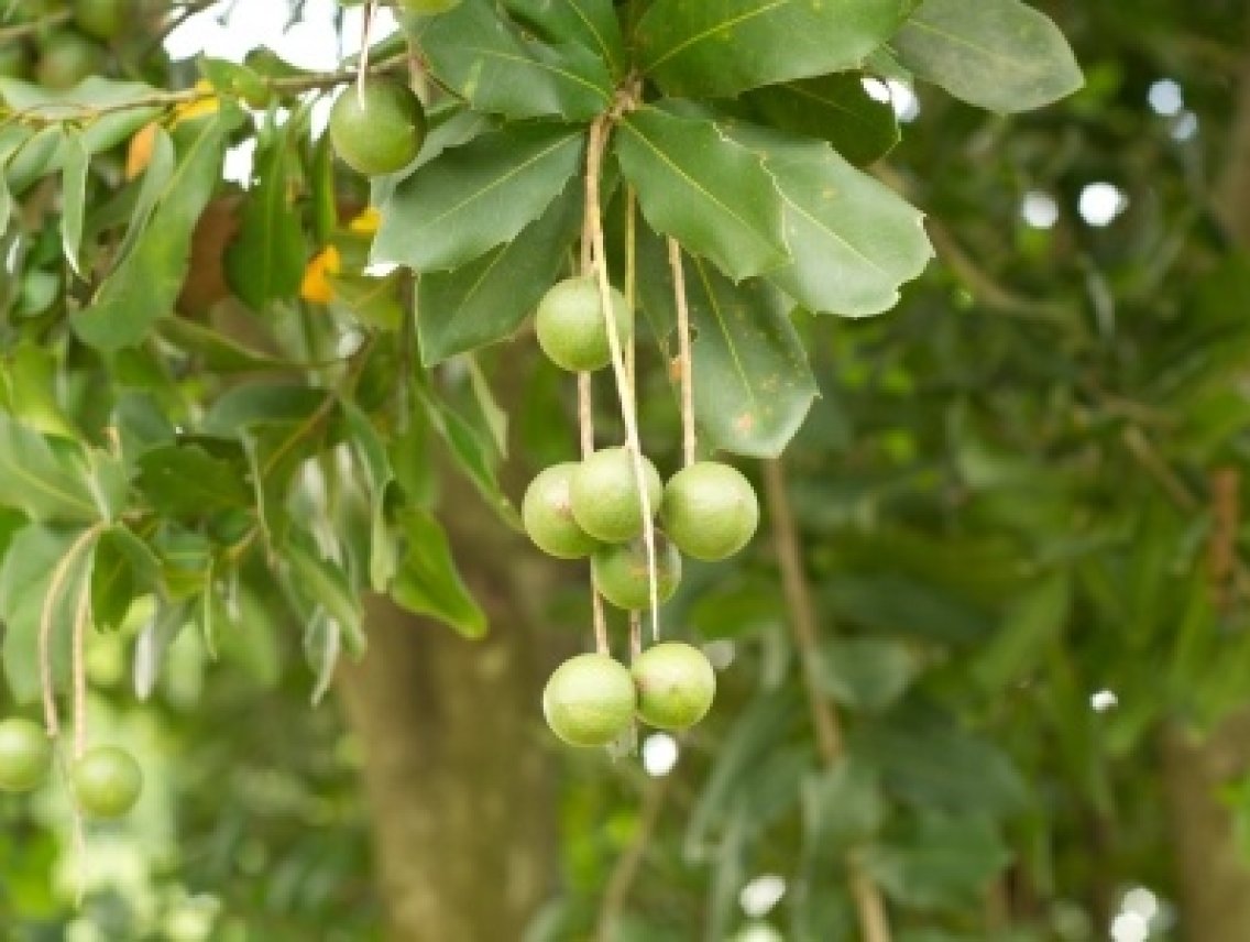 Makadamové ořechy - Macadamia