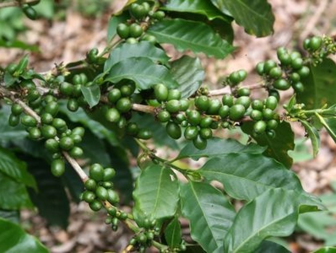 Zelená káva - Coffea arabica