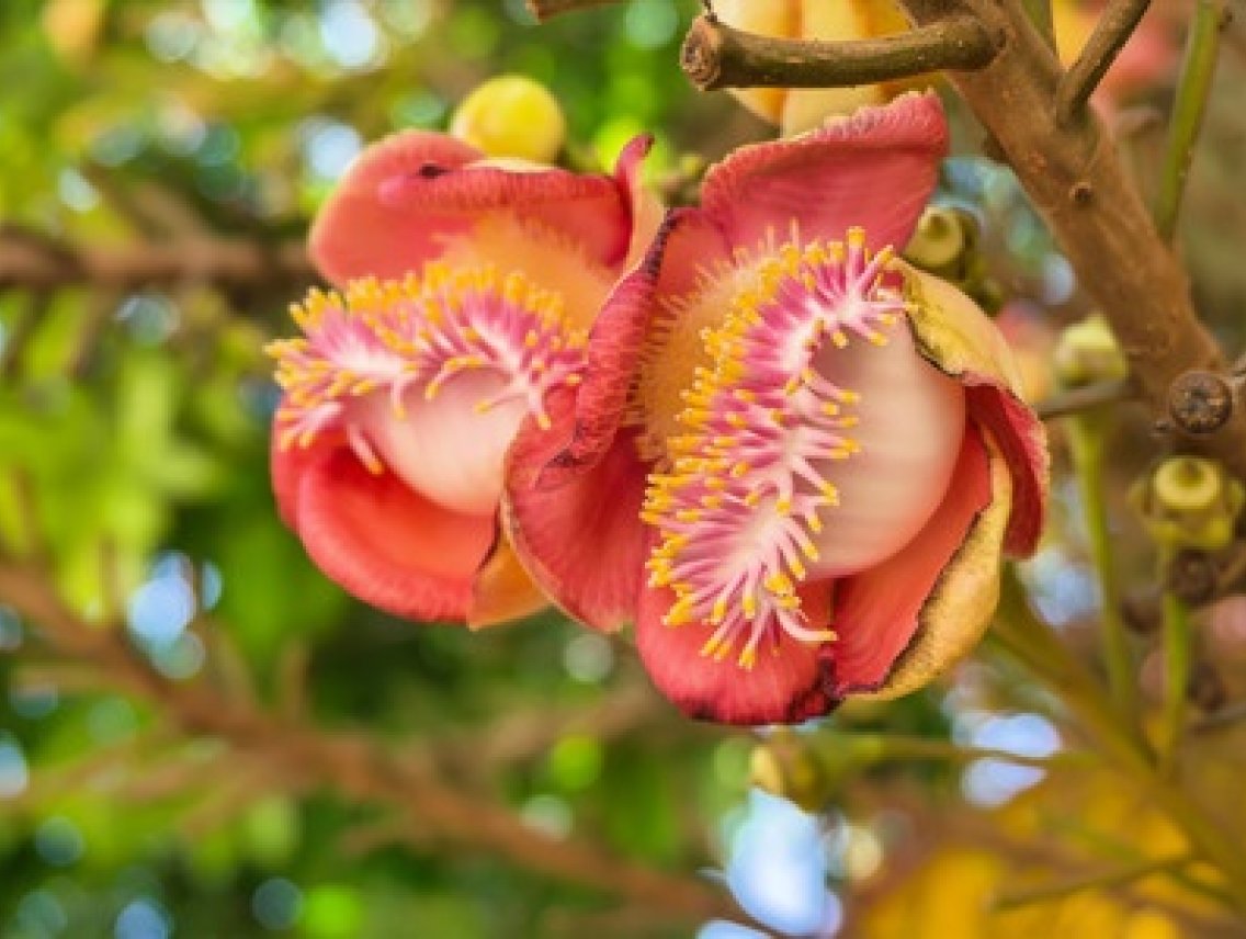 Para ořechy - Bertholletia excelsa