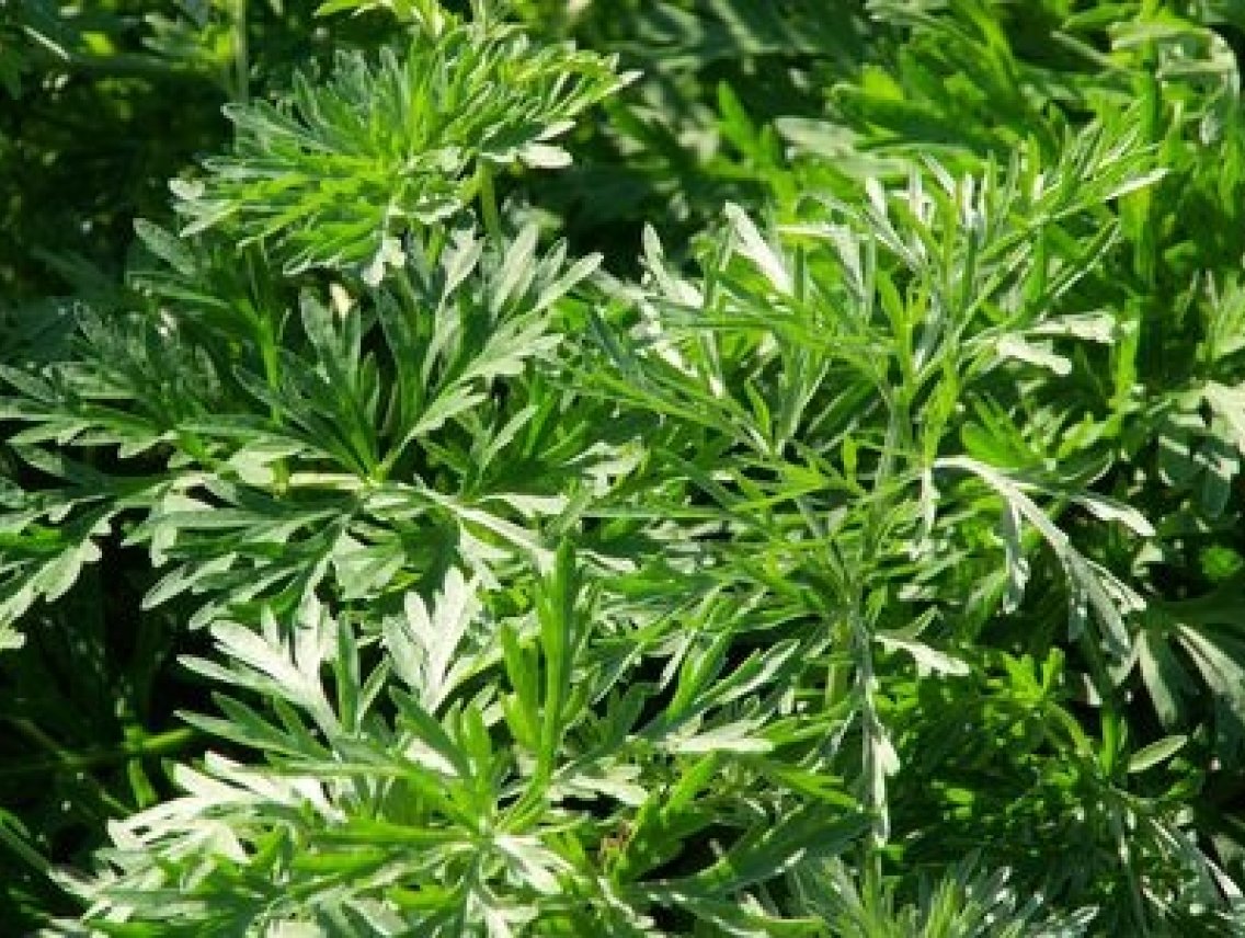 Pelyněk pravý - Artemisia absinthium