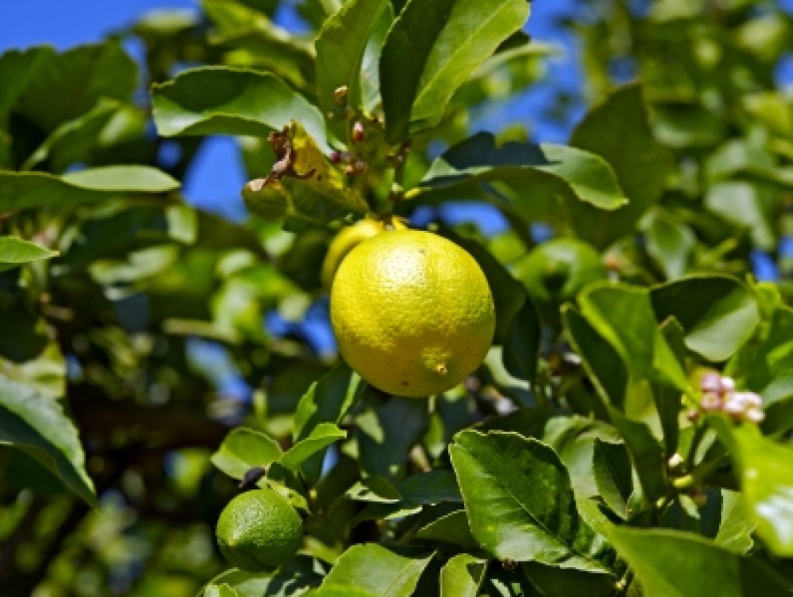Citroník limonový - Citrus limon