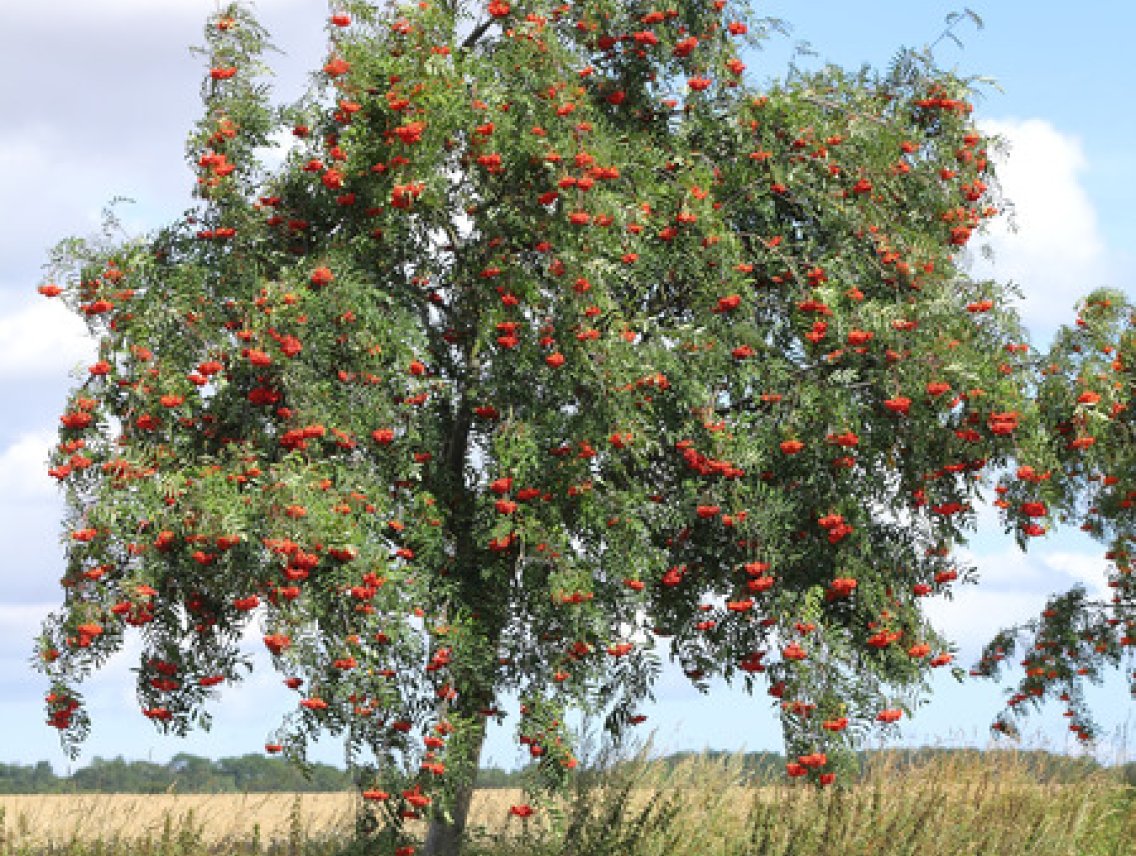 Jeřáb ptačí - Sorbus aucuparia