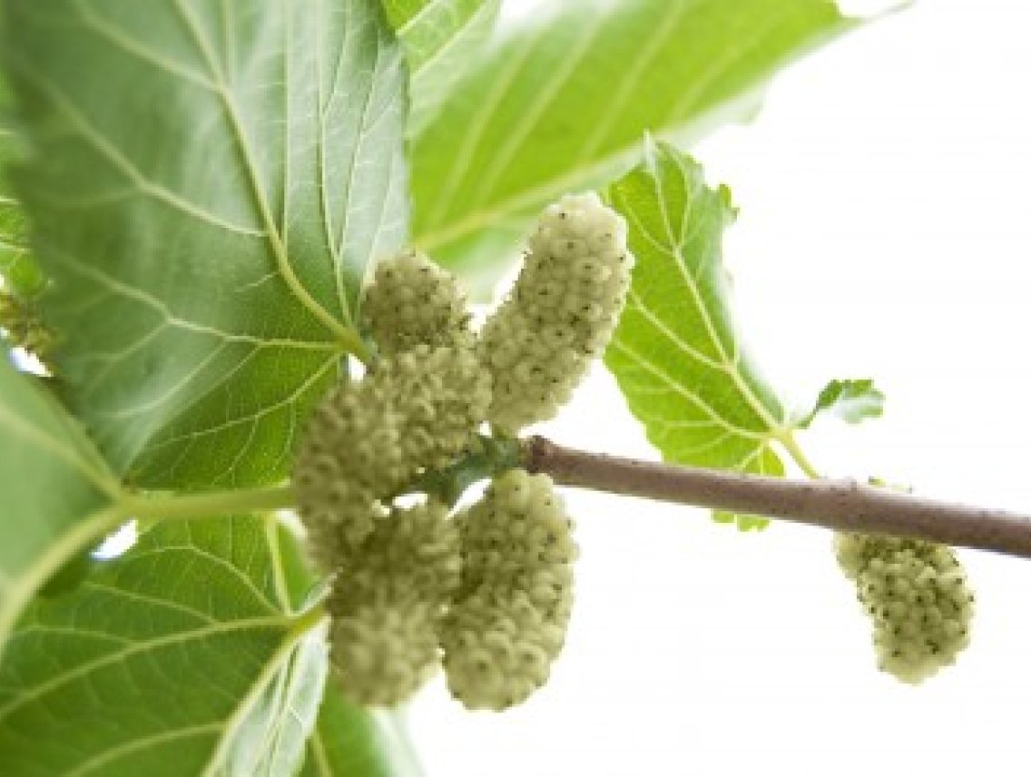 Moruše bílá - Morus alba