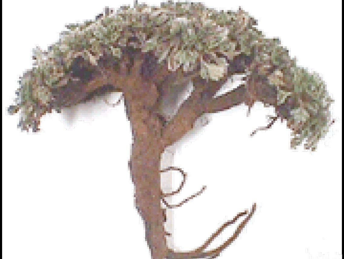 Pasuchaca - Geranium dielsianum