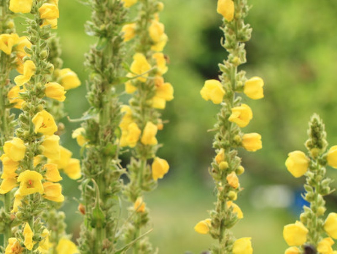Divizna velkokvětá - Verbascum densiflorum