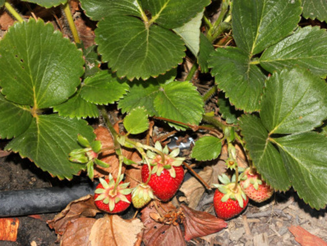 Jahodník - Fragaria