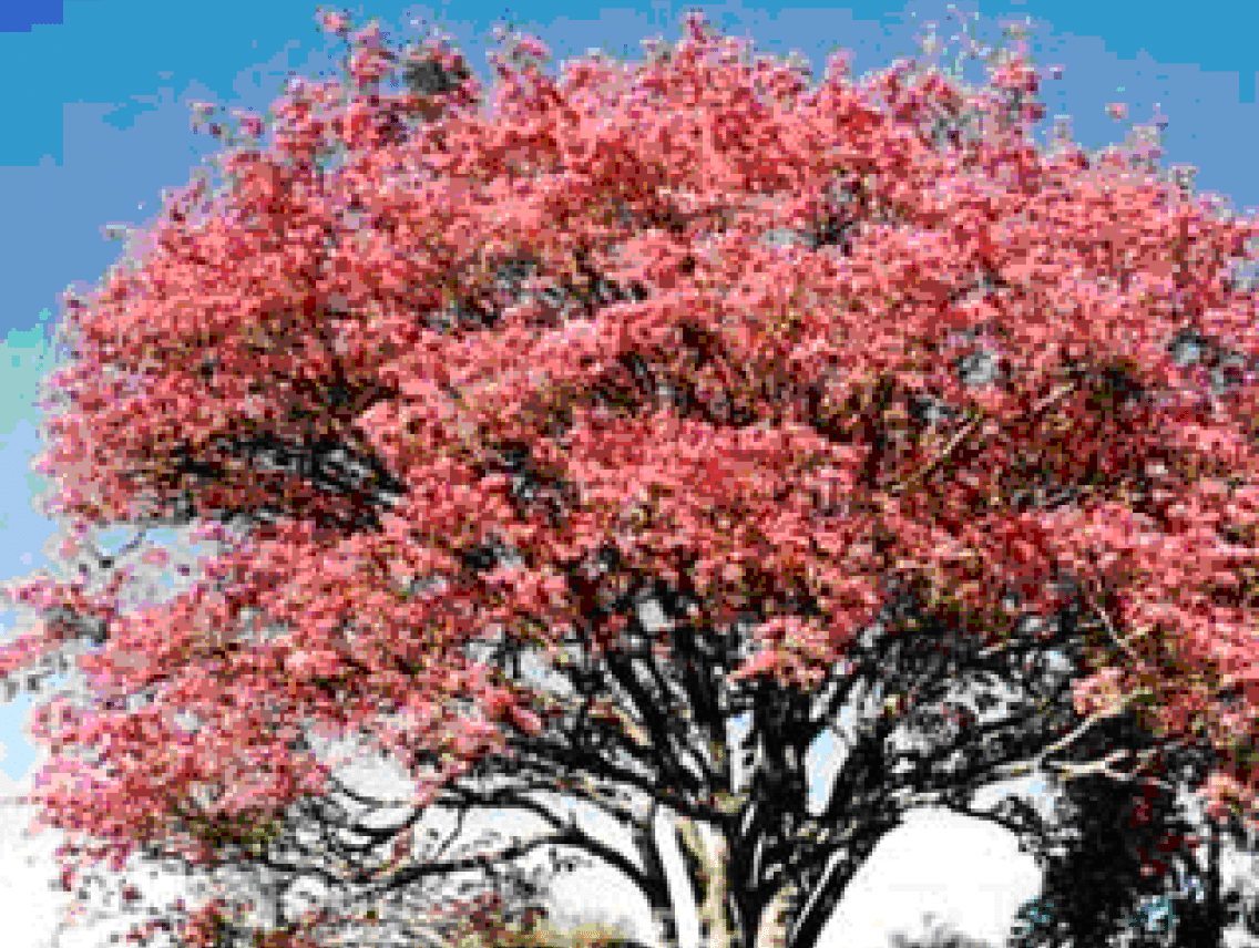 Lapacho - Tabebuia impetiginosa