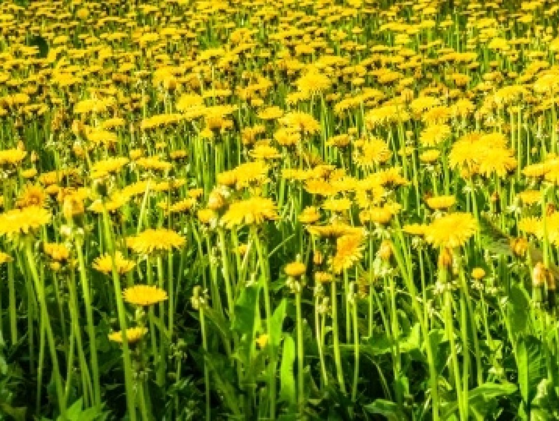 Pampeliška lékařská - Taraxacum officinale