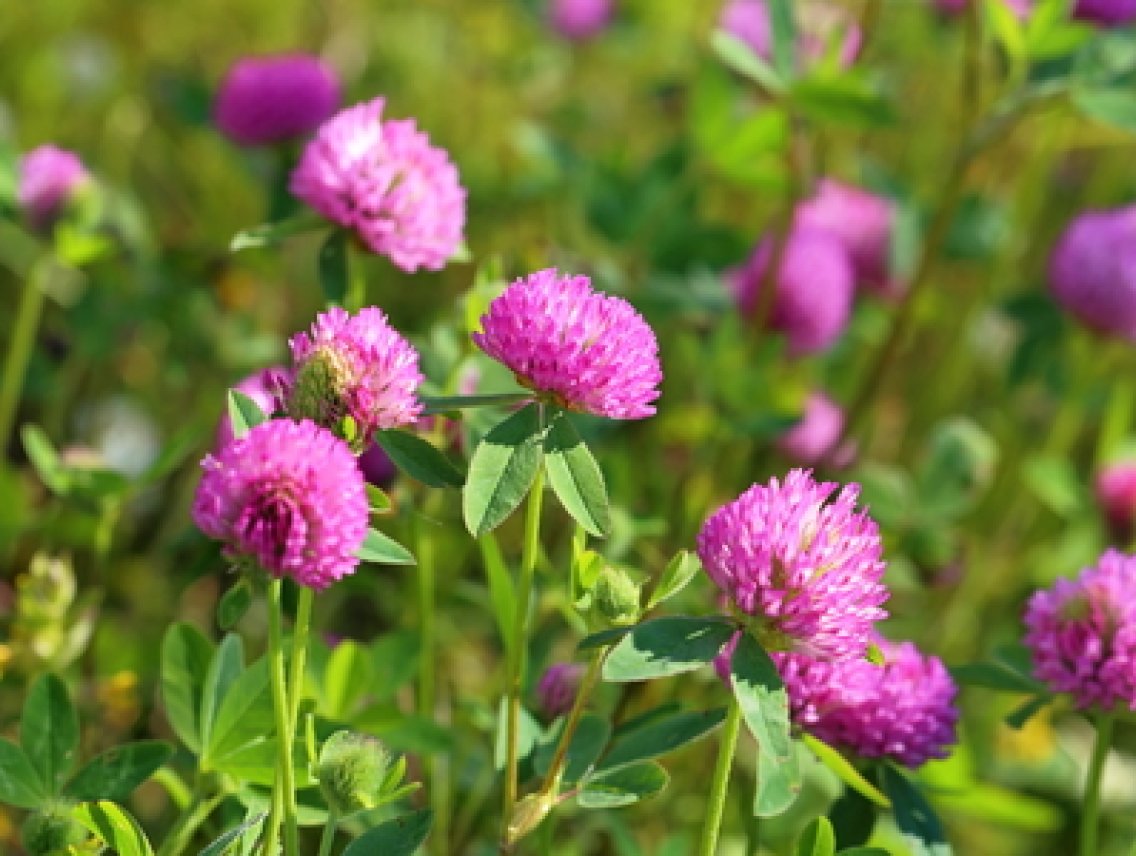 Jetel luční - Trifolium pratense
