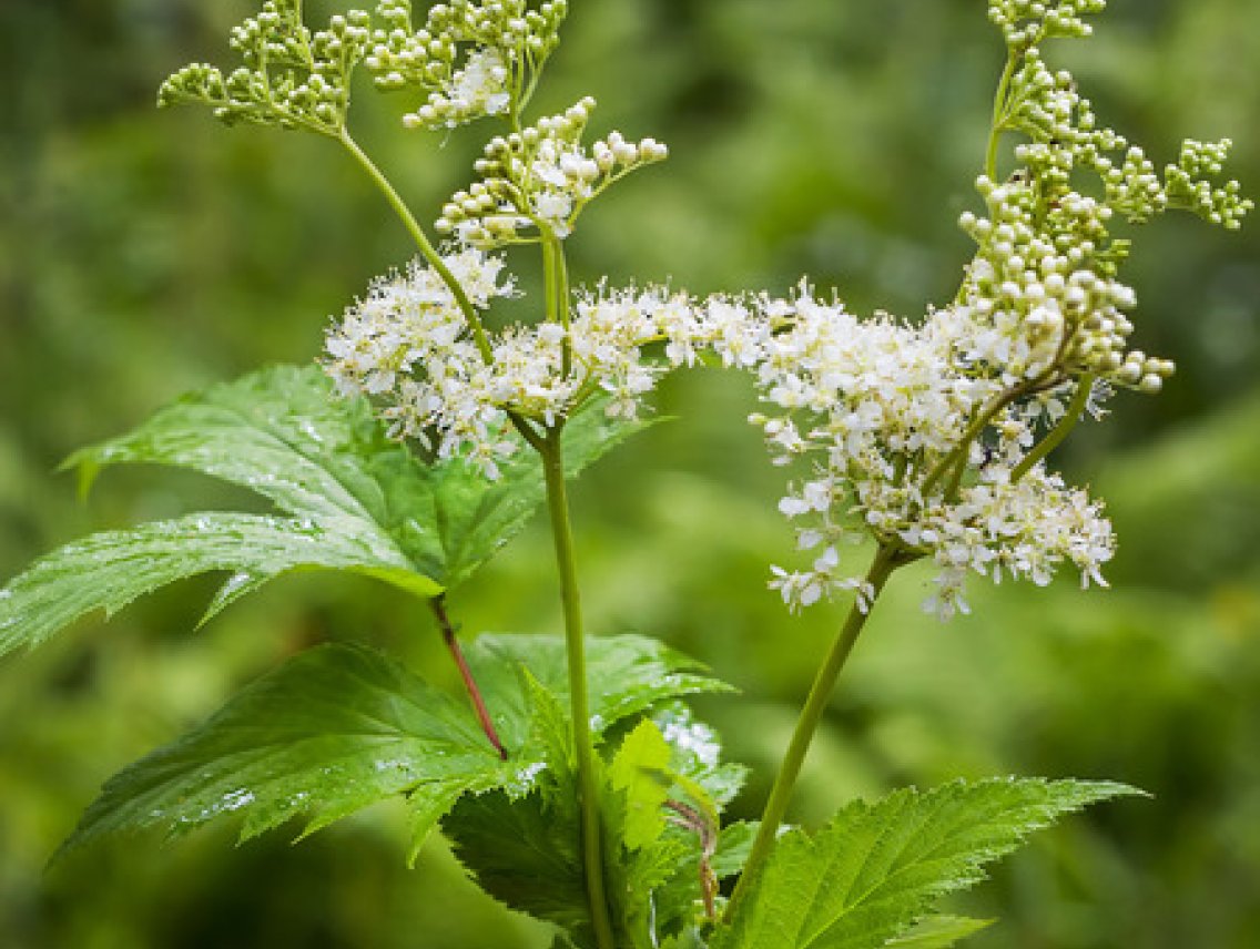 Tužebník jilmový - Filipendula ulmaria