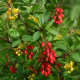 Dřišťál indický – Berberis aristata