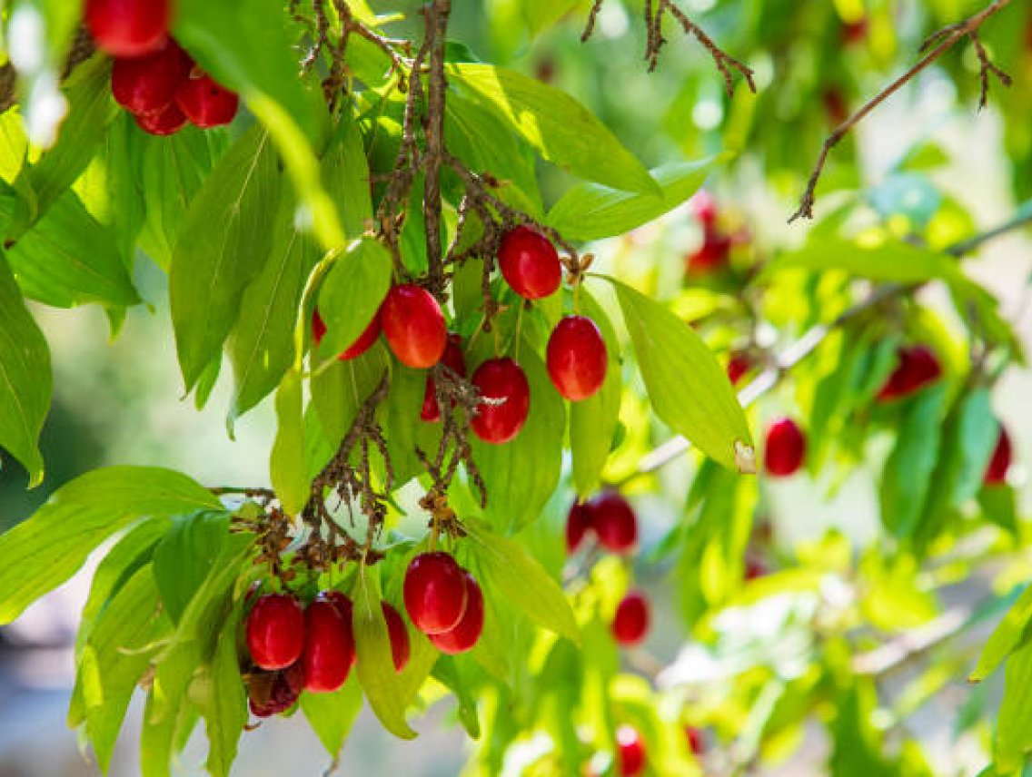 Dřín obecný - Cornus mas