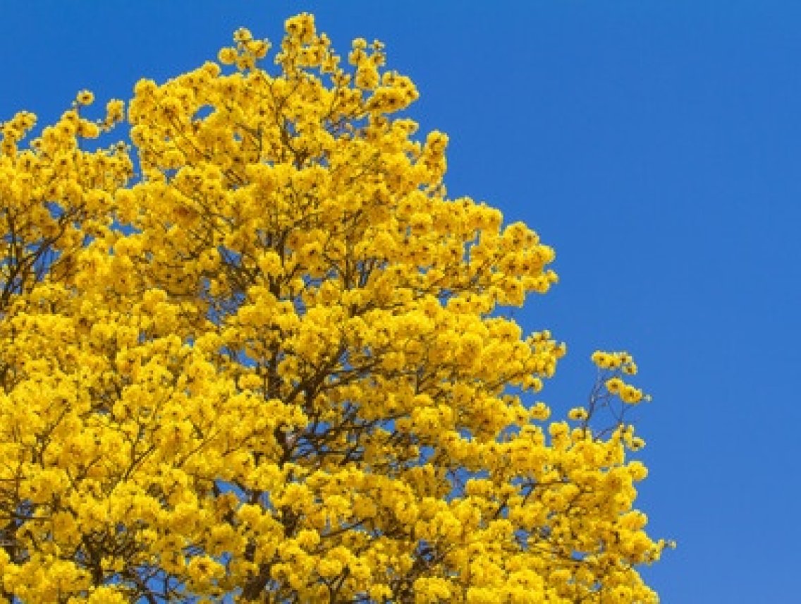 Tahuari - Tabebuia serratifolia