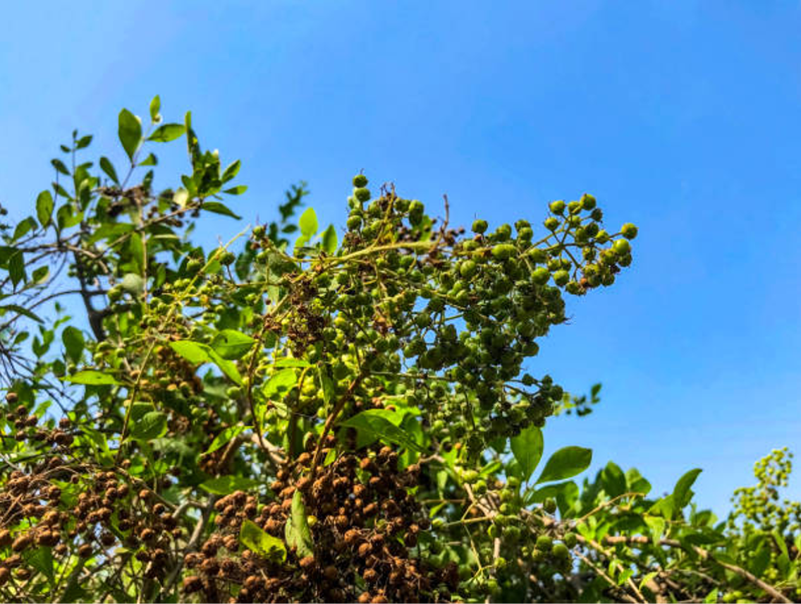 Henovník bílý - Lawsonia inermis