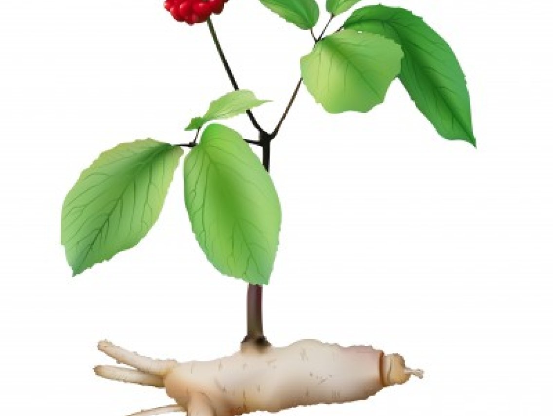 Ženšen pravý - Panax ginseng