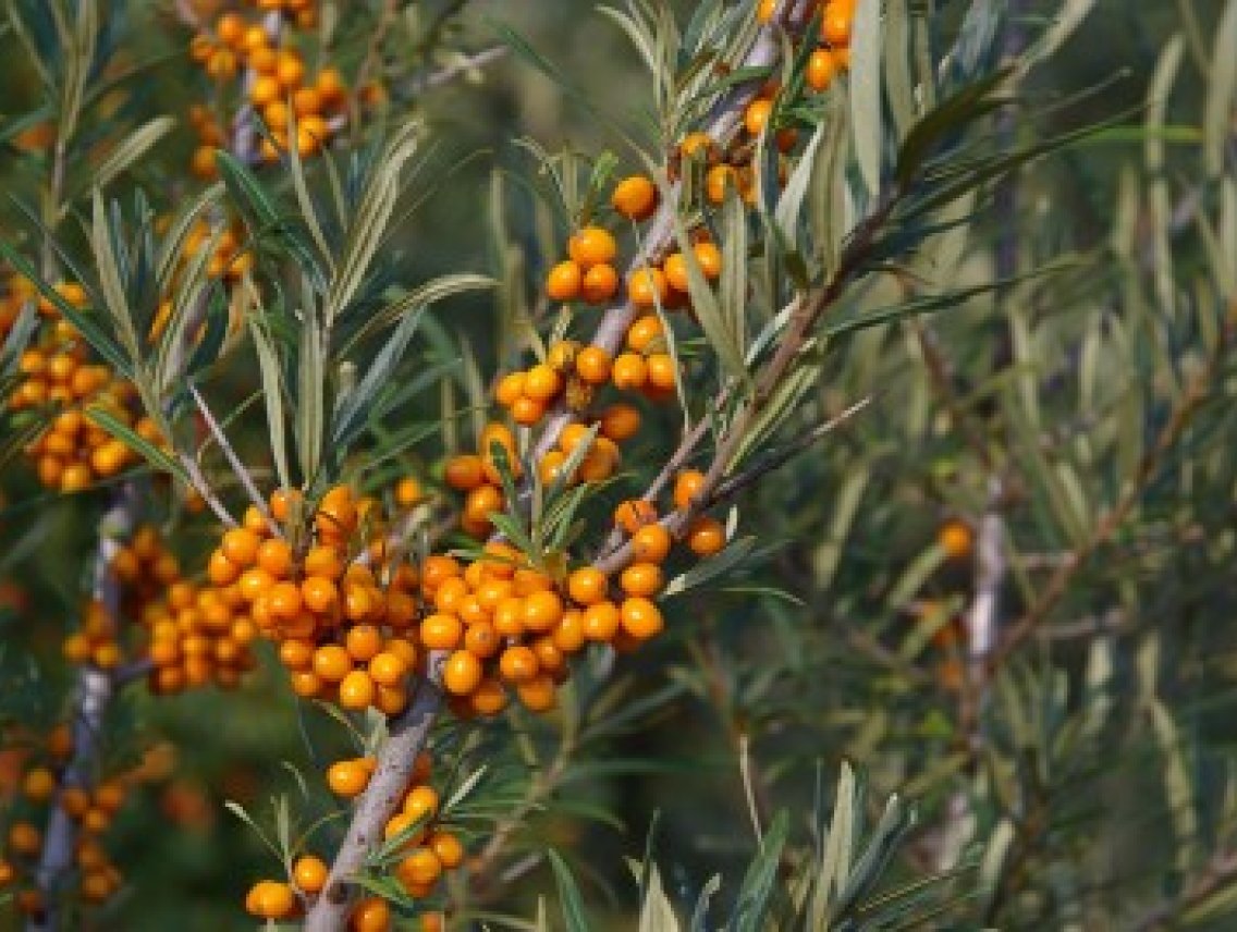 Rakytník řešetlákový - Hippophae rhamnoides