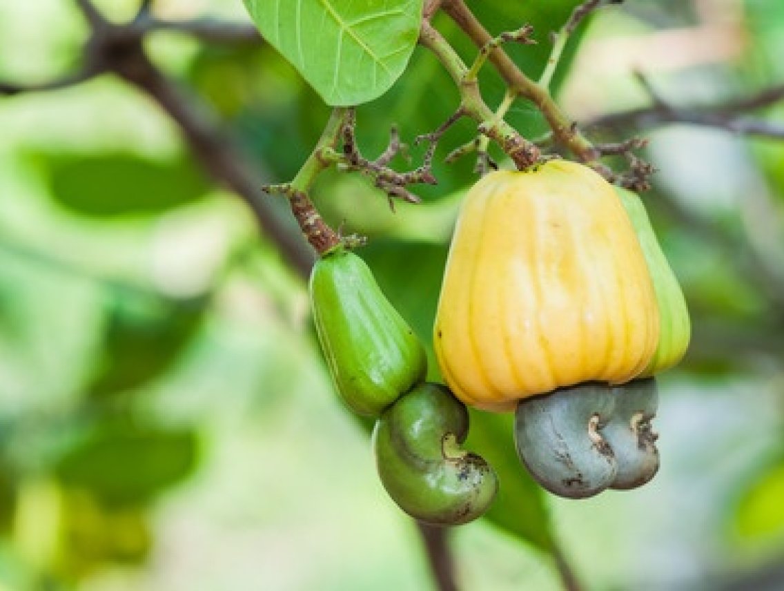 Kešu ořechy - Anacardium occidentale