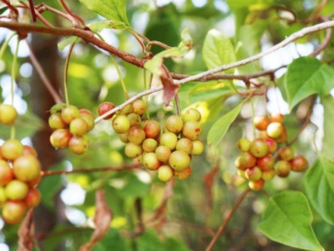 Schizandra čínská - KLANOPRAŠKA