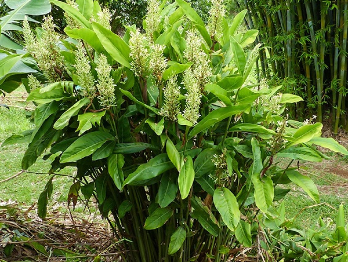 Galgán lékařský - Alpinia officinarum