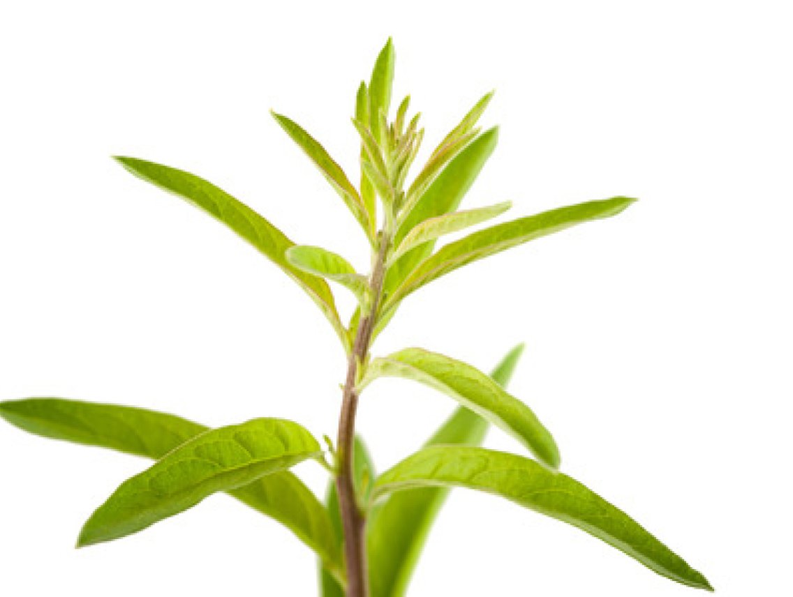 Wendita calysina - Burrito