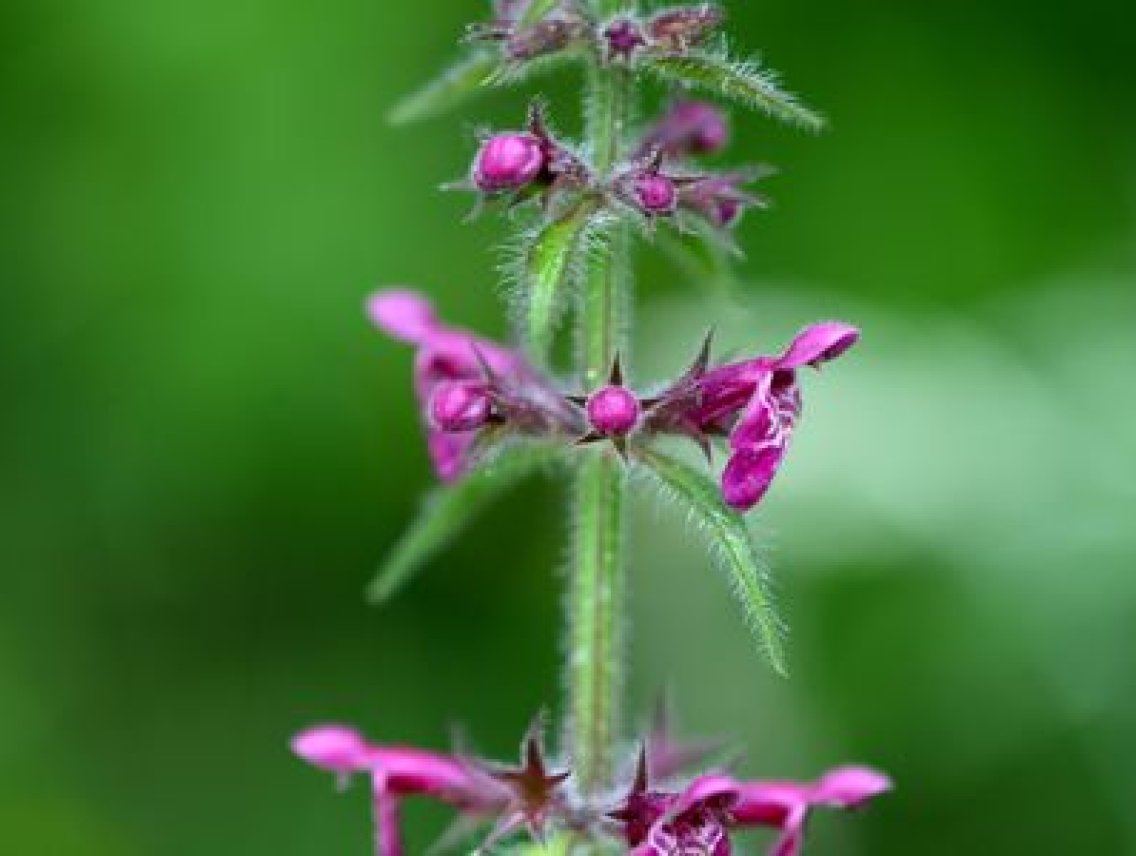 Čistec lesní - Stachys sylvatica
