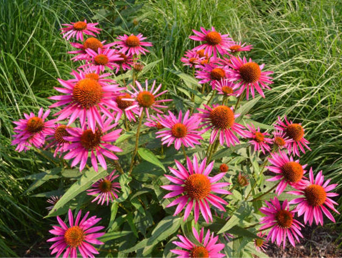 Echinacea purpurea - třapatka