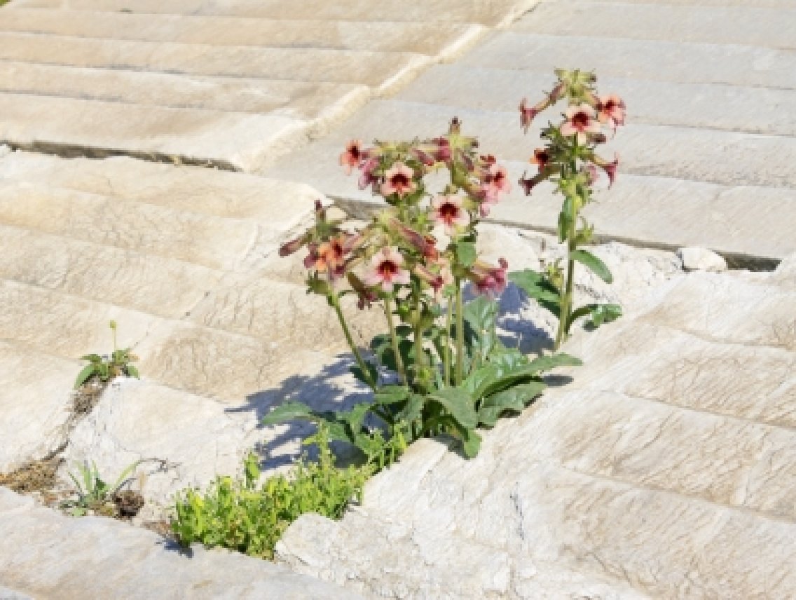 Rehmánie lepkavá - Rehmannia glutinosa