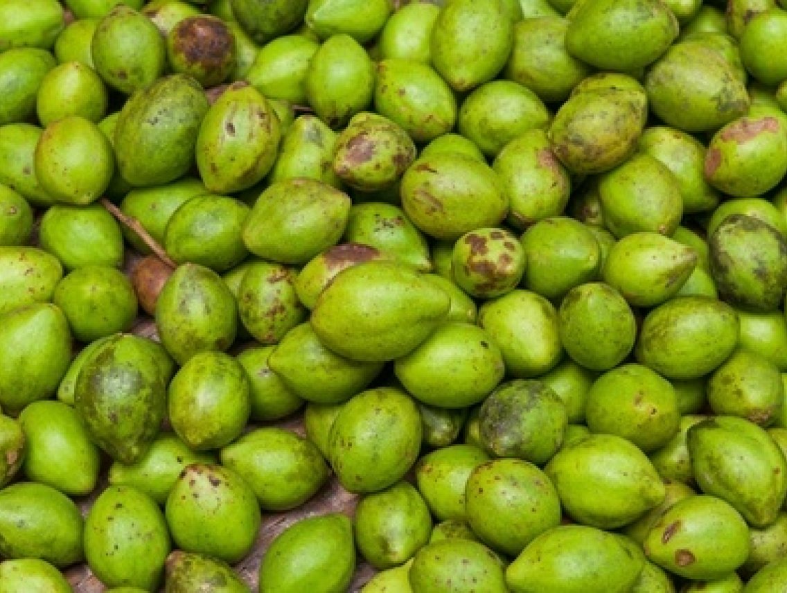 Haritaki - Terminalia chebula