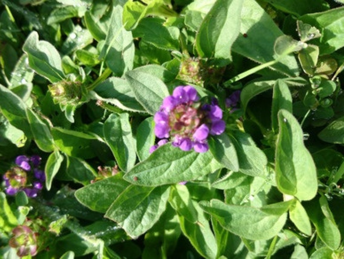 Černohlávek obecný - Prunella vulgaris