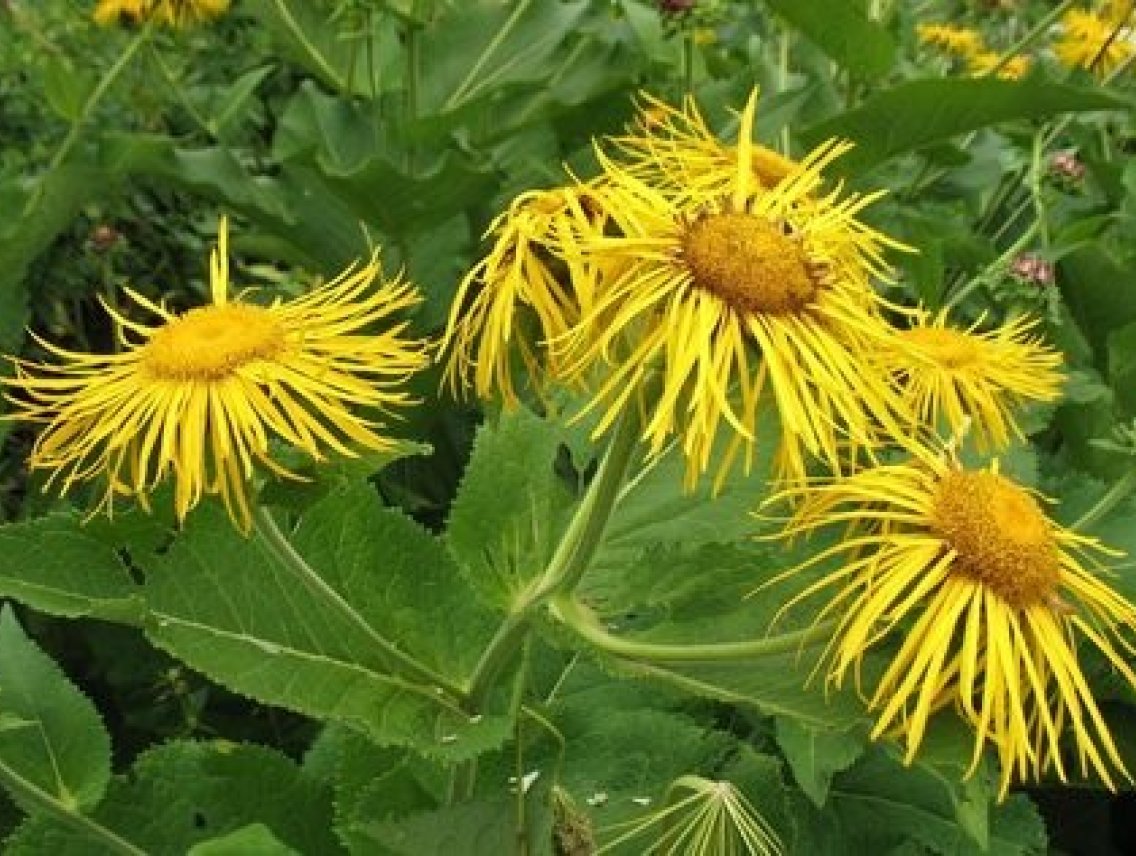 Oman pravý - Inula helenium