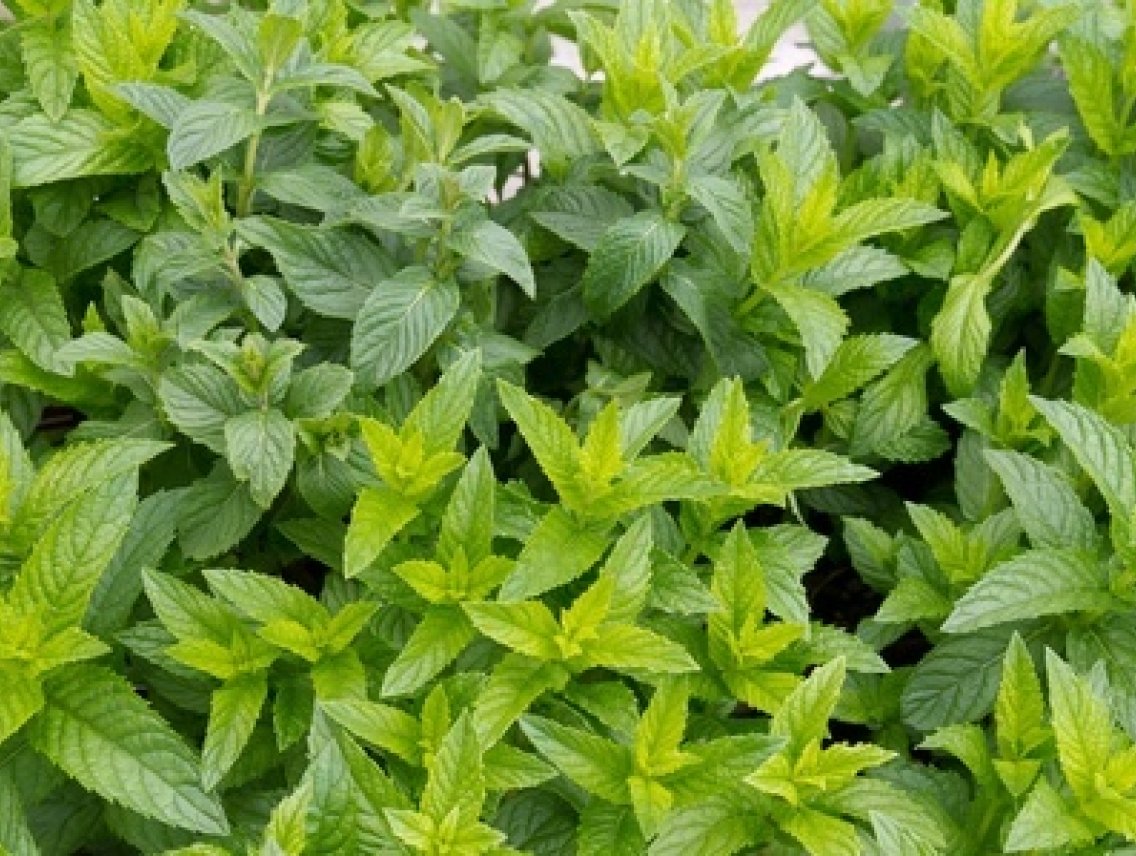 Máta marocká - NANA